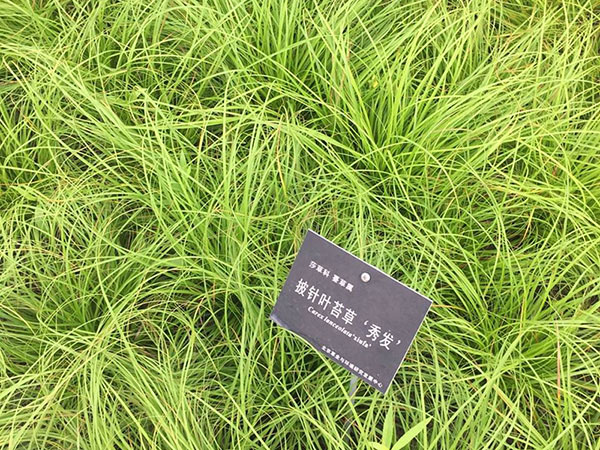 针叶苔草