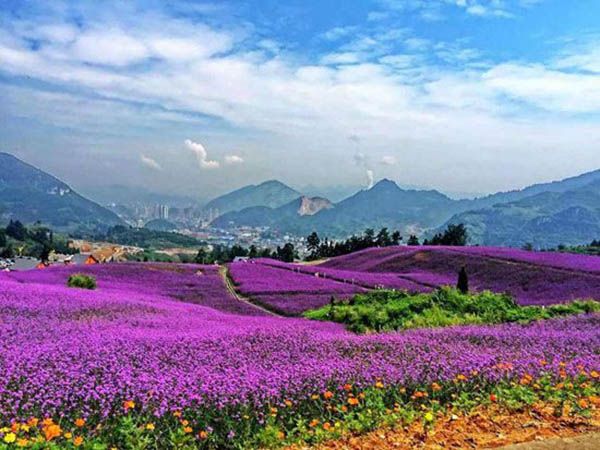 马鞭草花海