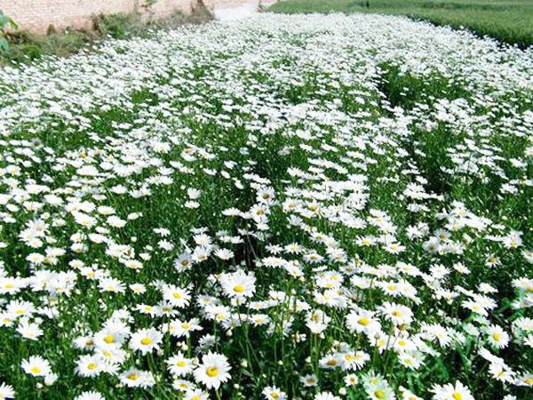 大滨菊花海