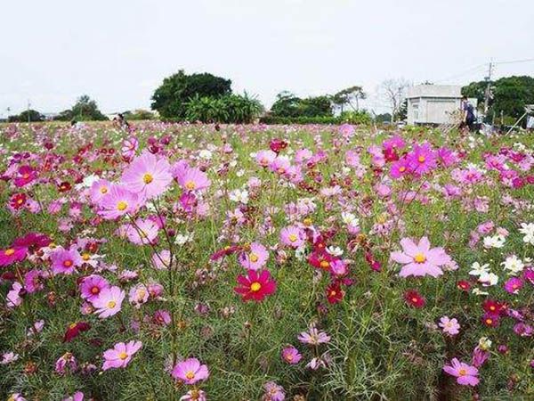 波斯菊（格桑花）花海