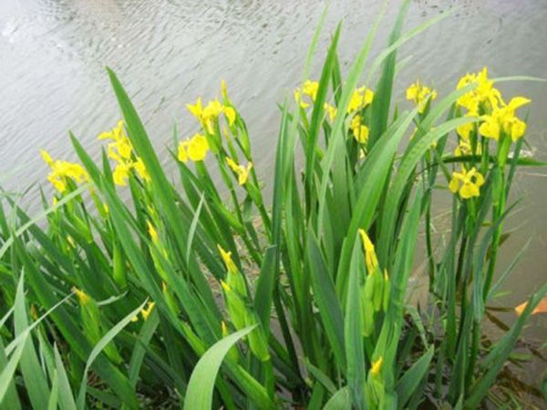 水生鸢尾