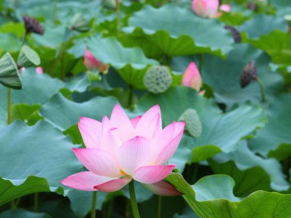 水生植物