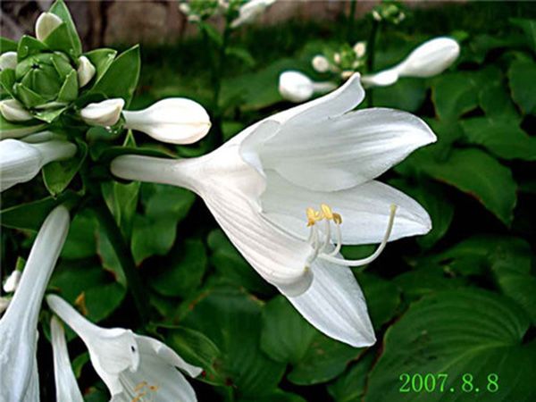 白玉簪