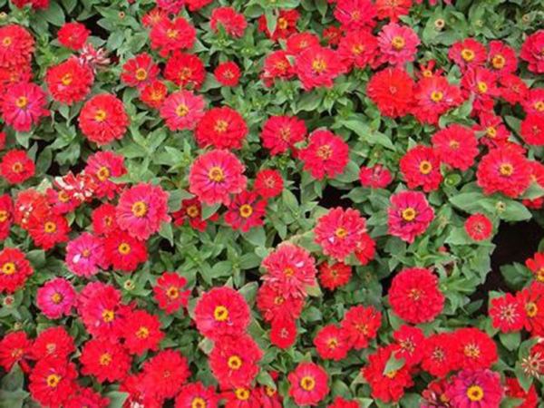 时令草花