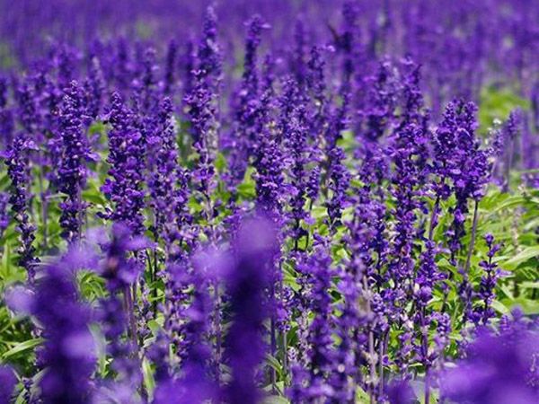蓝花鼠尾草花海