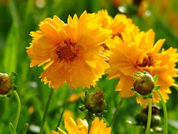 大花金鸡菊.jpg