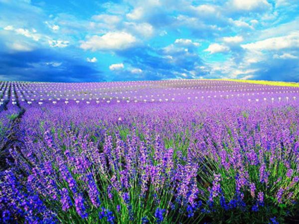 薰衣草花海.jpg