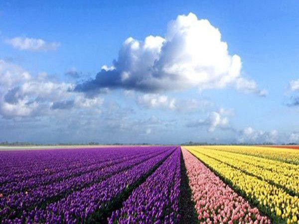 郁金香花海