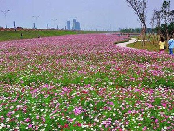 波斯菊花海
