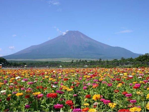 花海系列