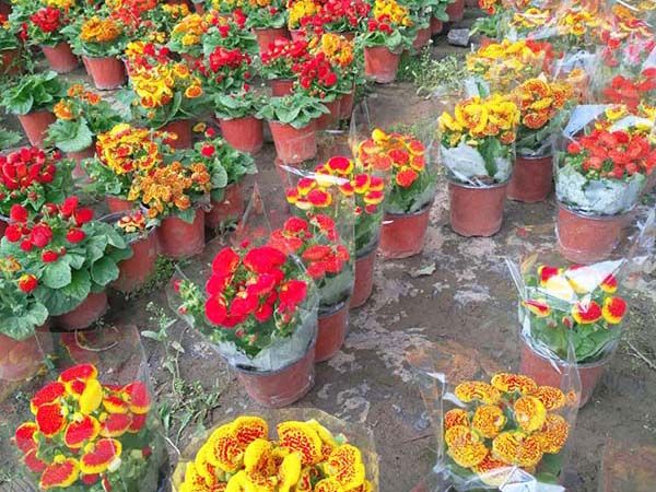 荷包花