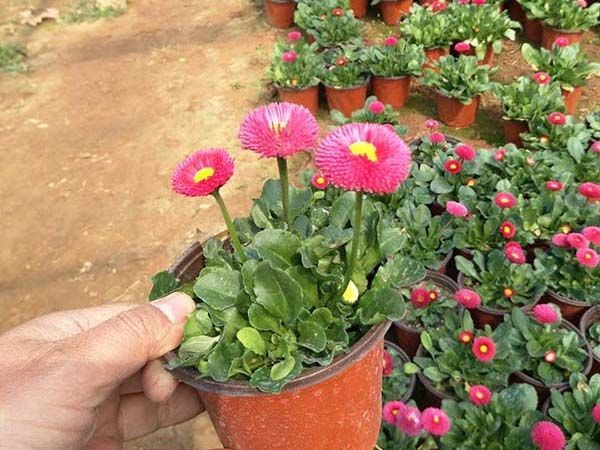 雏菊