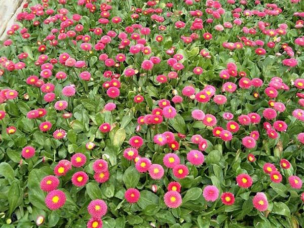 雏菊