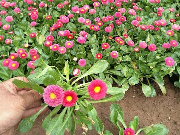 雏菊