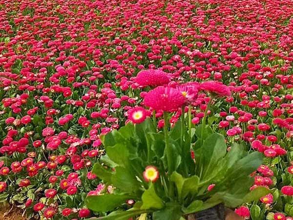雏菊
